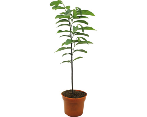 Junger Avocado Baum im Topf mit grünen Blättern.