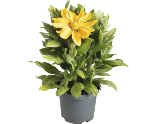 Rudbeckia in einem Topf