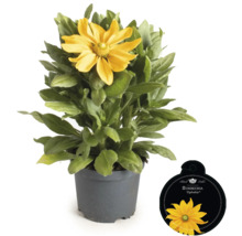 Sonnenbraut im Topf mit Pflanzenetikett