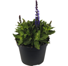 Salbei Pflanze im Topf