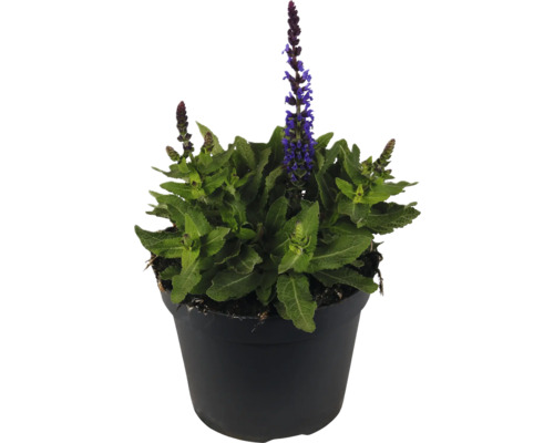 Salbei Pflanze im Topf