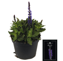 Salvia Blue Pflanze im Topf