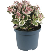 Fetthenne im Topf mit rosa Blüten