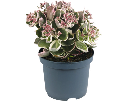 Pracht-Fetthenne FloraSelf Sedum telephium La Vie en Rose Co 3 L Fetthenne im Topf mit rosa Blüten