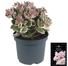 Fetthenne La Vie en Rose im Topf