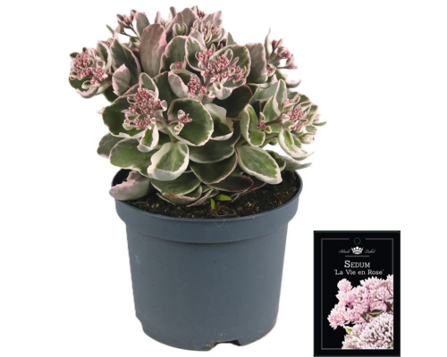 Fetthenne La Vie en Rose im Topf