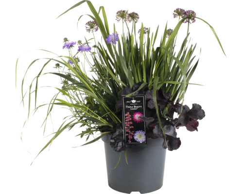 Blumenarrangement im Topf mit Allium und Heuchera