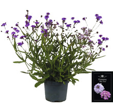 Verbene Sky Duo Pflanze im Topf