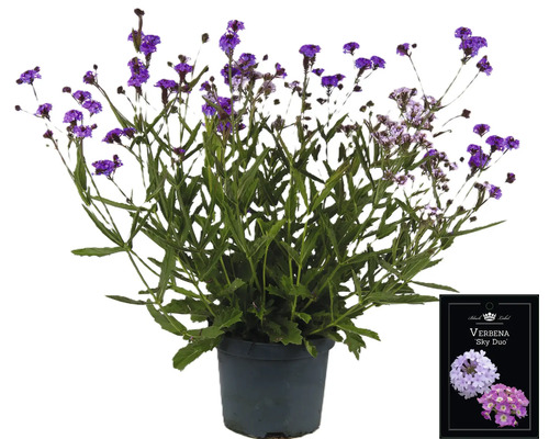Verbene Sky Duo Pflanze im Topf