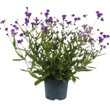 Blühende Verbene im Topf