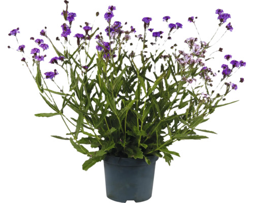 Blühende Verbene im Topf