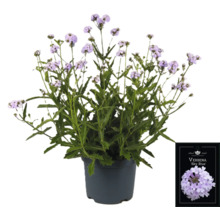 Verbene Sky Blue Pflanze im Topf