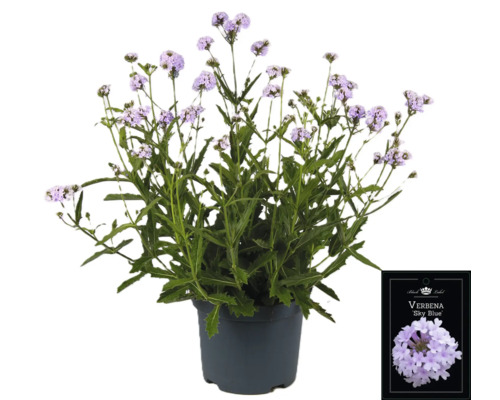 Verbene Sky Blue Pflanze im Topf