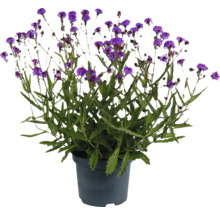 Verbene im Topf mit violetten Blüten