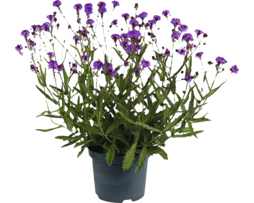 Verbene im Topf mit violetten Blüten