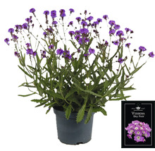 Verbene Sky Pink Pflanze im Topf