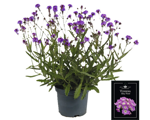 Verbene Sky Pink Pflanze im Topf