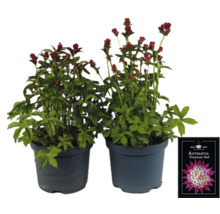 Zwei Astrantia Premium Red Pflanzen in Töpfen.