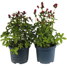 Zwei Sterndolden in Töpfen