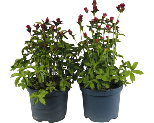 Zwei Sterndolden in Töpfen