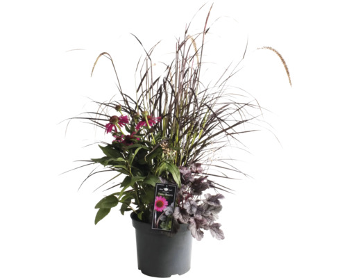 Blumenarrangement mit Ziergräsern und rosa Blüten in einem Topf