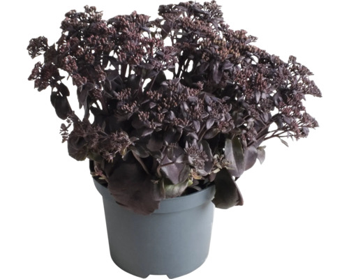 Garten-Fettblatt FloraSelf Sedum 'Chocolate Cherry' H 5-15 cm Co 3 L