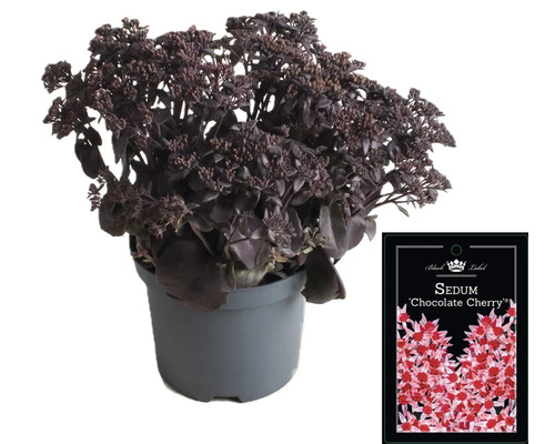 Fetthenne ''Chocolate Cherry'' im Topf mit Pflanzenetikett