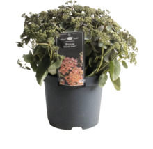 Fetthenne Coral Jade im Topf