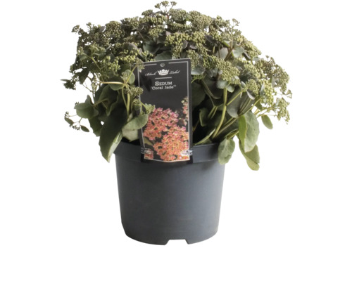 Fetthenne Coral Jade im Topf