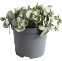 Dickblattgewächs im Topf