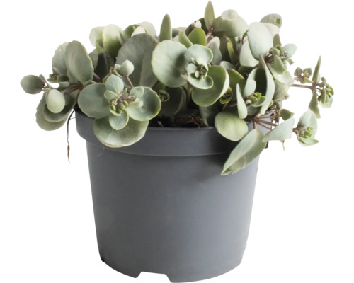 Dickblattgewächs im Topf