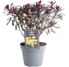 Euphorbia Zimmerpflanze im Topf