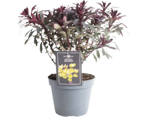 Euphorbia Zimmerpflanze im Topf