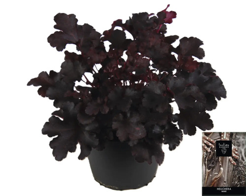 Heuchera Pflanze im Topf