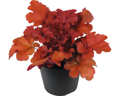 Purpurglökchen FloraSelf Heuchera 'Indian Summer Red' H 5-20 cm Ø 15 cm Topf