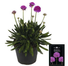 Grasnelke Dreameria im Topf