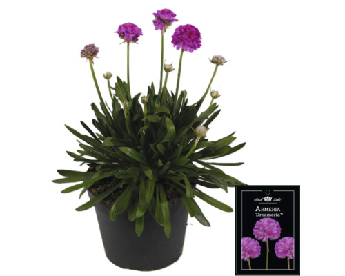 Grasnelke Dreameria im Topf