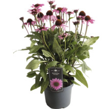 Echinacea Pflanze im Topf mit rosa Blüten