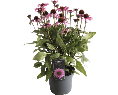 Echinacea Pflanze im Topf mit rosa Blüten