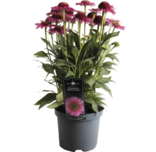 Echinacea ''Delicious Candy'' in einem Topf