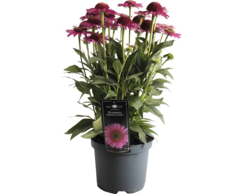 Sonnenhut FloraSelf Echinacea purpurea 'Delicious Candy' Co 3 L Echinacea ''Delicious Candy'' in einem Topf