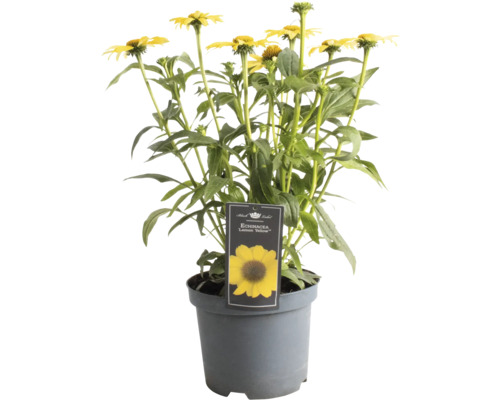 Sonnenhut FloraSelf Echinacea 'Premium Yellow' Co 3 L Gelber Sonnenhut in einem Topf