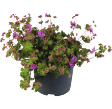 Blutroter Storchschnabel in einem Pflanzgefäß