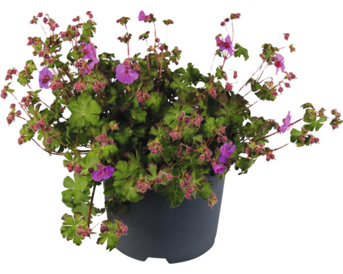 Blutroter Storchschnabel in einem Pflanzgefäß