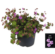 Geranium Karmmina in einem Topf