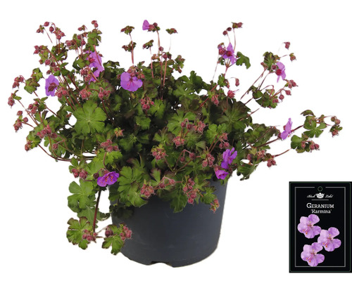 Geranium Karmmina in einem Topf