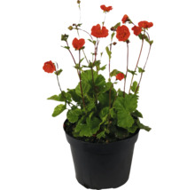 Gartennelke im Topf mit roten Blüten und grünen Blättern.