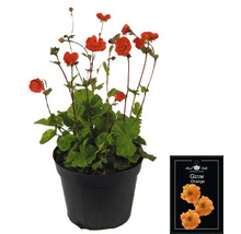 Geum Orange Pflanze im Topf