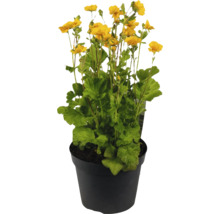 Blumenkasten mit gelben Nelkenwurz Blüten