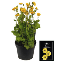 Gelbe Geum Tempo Staude im Topf